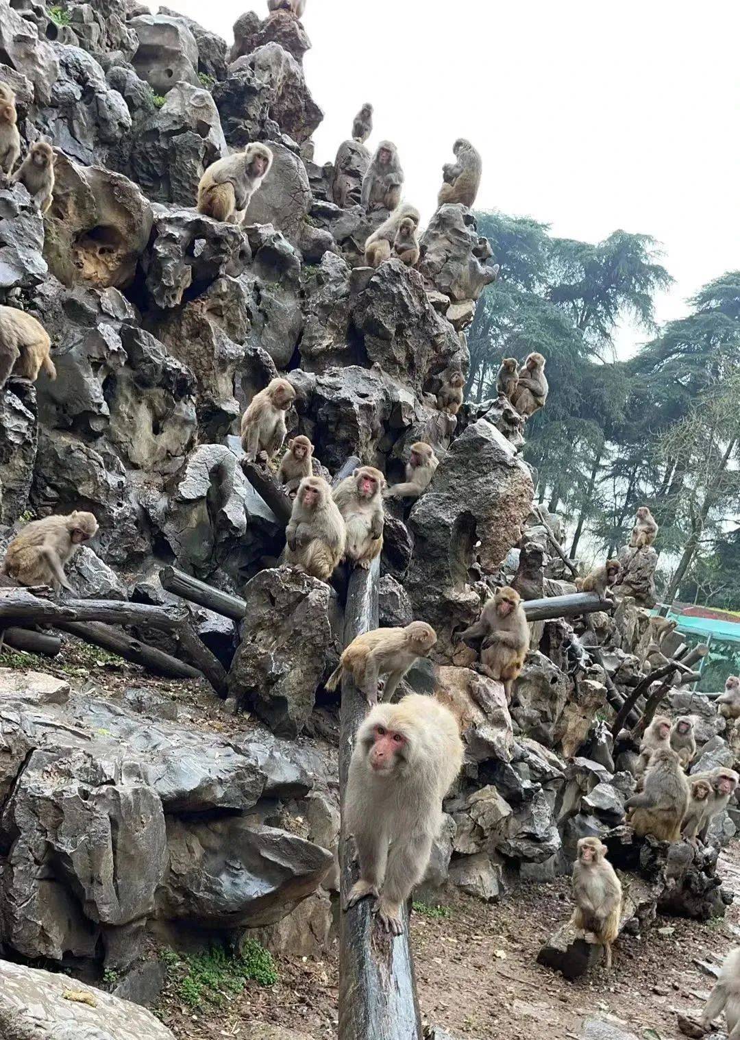 网红猴子被"霸凌",只能天天水上漂?_南京_猴群_猴王