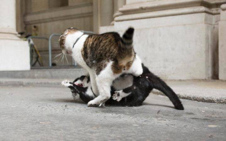 撕猫无数的大英捕鼠官Larry，最近被Boris的猫打残了