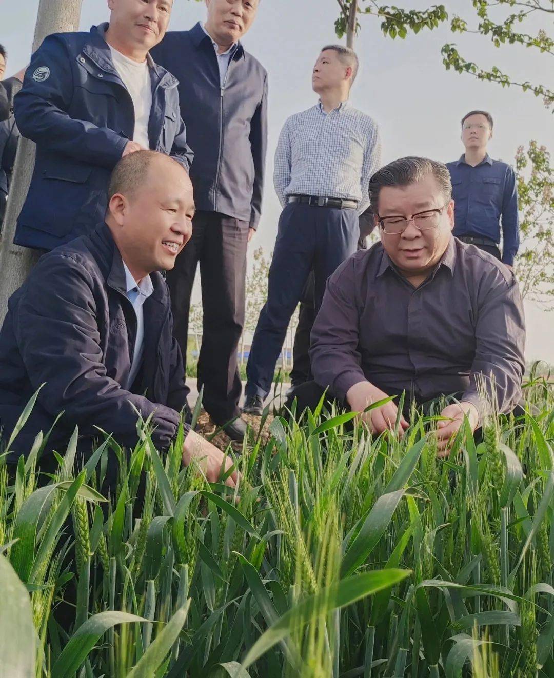 杜延安调研乡村振兴及小麦赤霉病防治工作_涡阳县_种植_生产