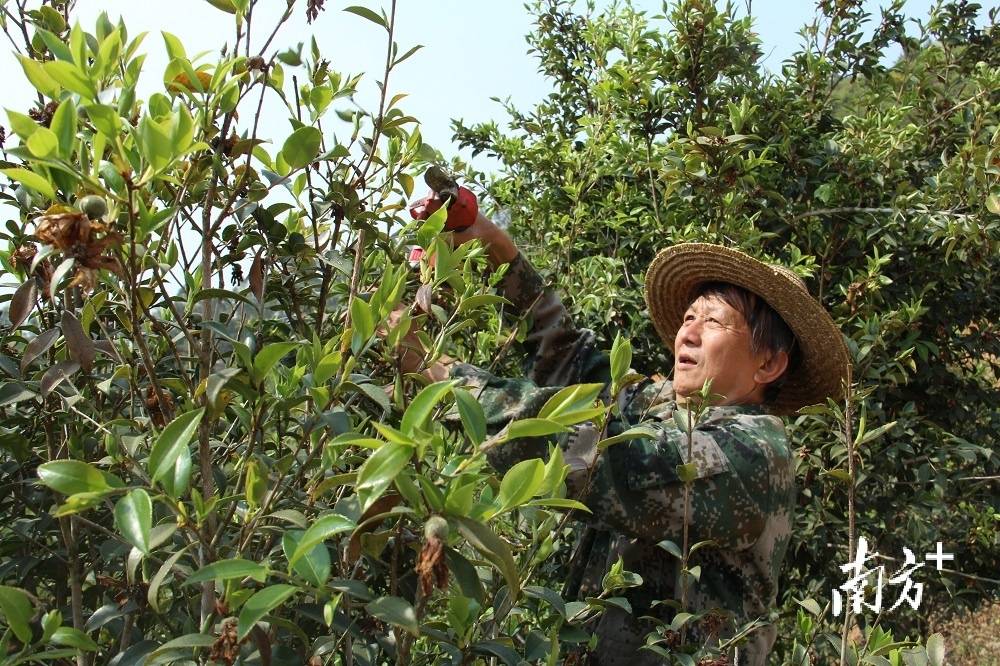 茶油树（茶油树怎么种植油茶树怎么管理） 第3张