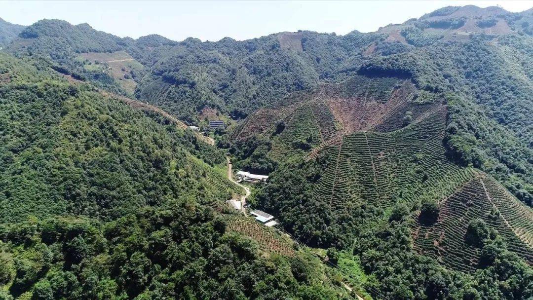 【聚焦高质量发展】内莞镇蓝州畲族村:茶叶变"茶业",青山变"金山"