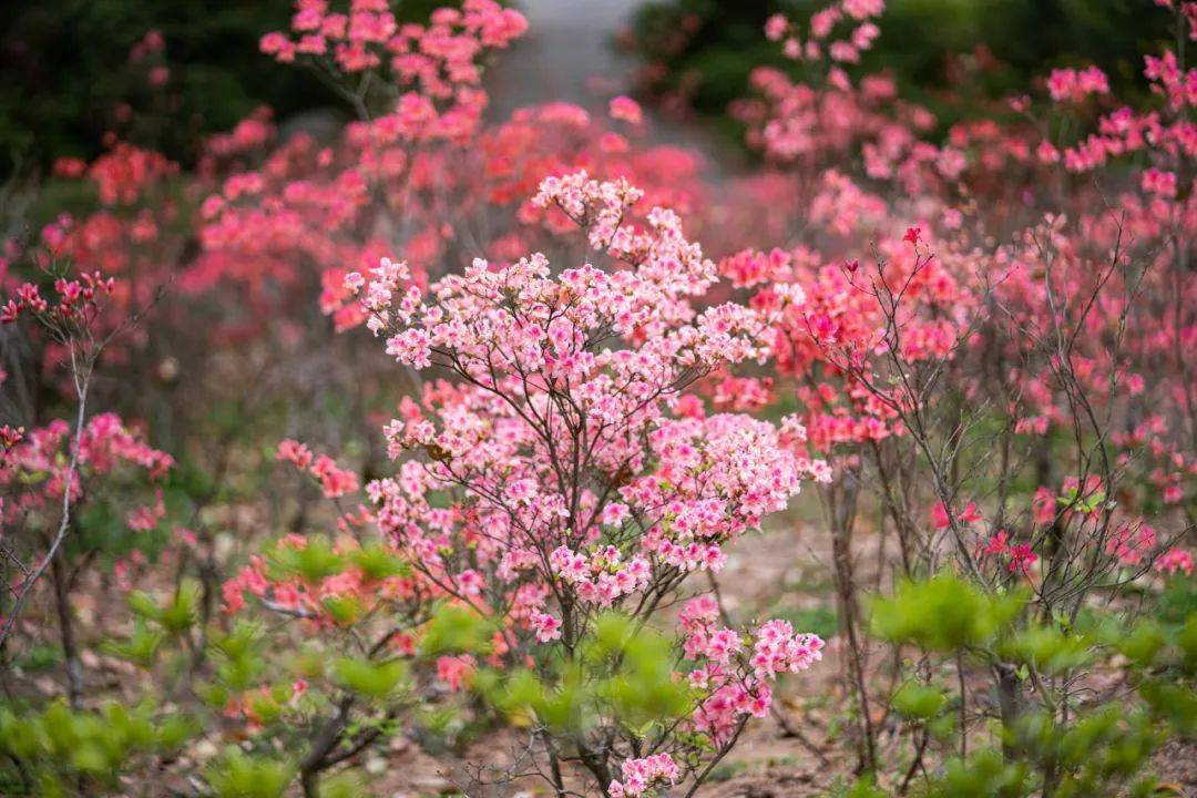 赏申城杜鹃花，四月春光正好！