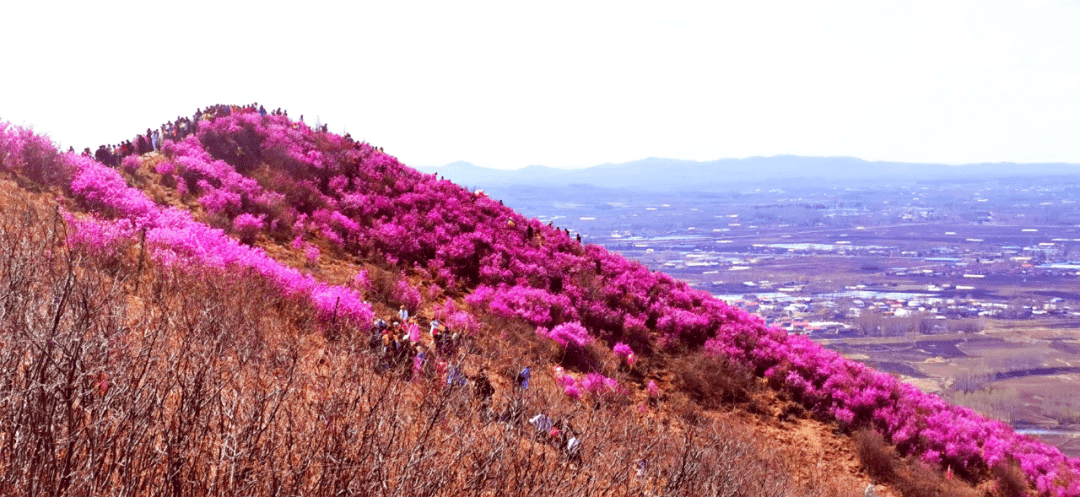 铁力市桃山镇:绘就乡风文明斑斓画卷