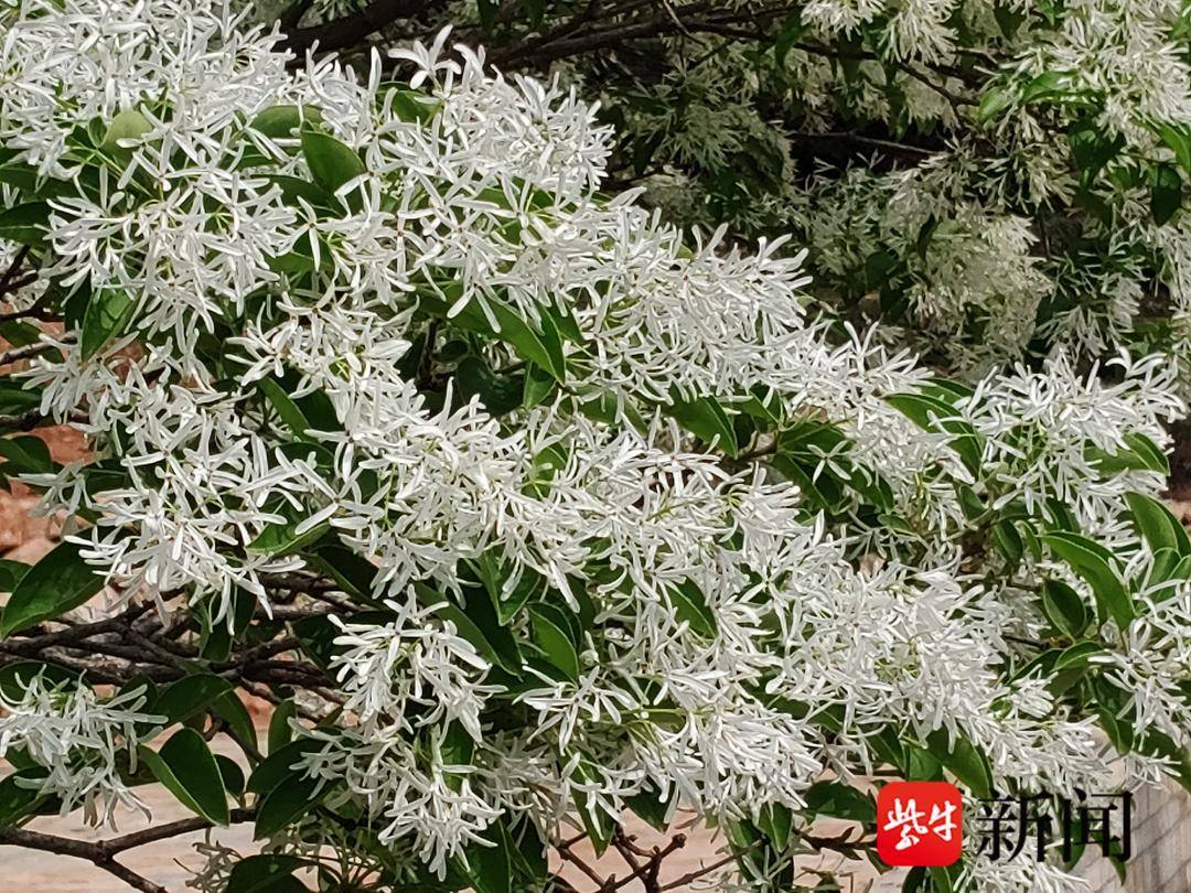 糯米花随风摇曳糯米花开千年雌雄同体糯米花树进入盛花期糯米花散发出