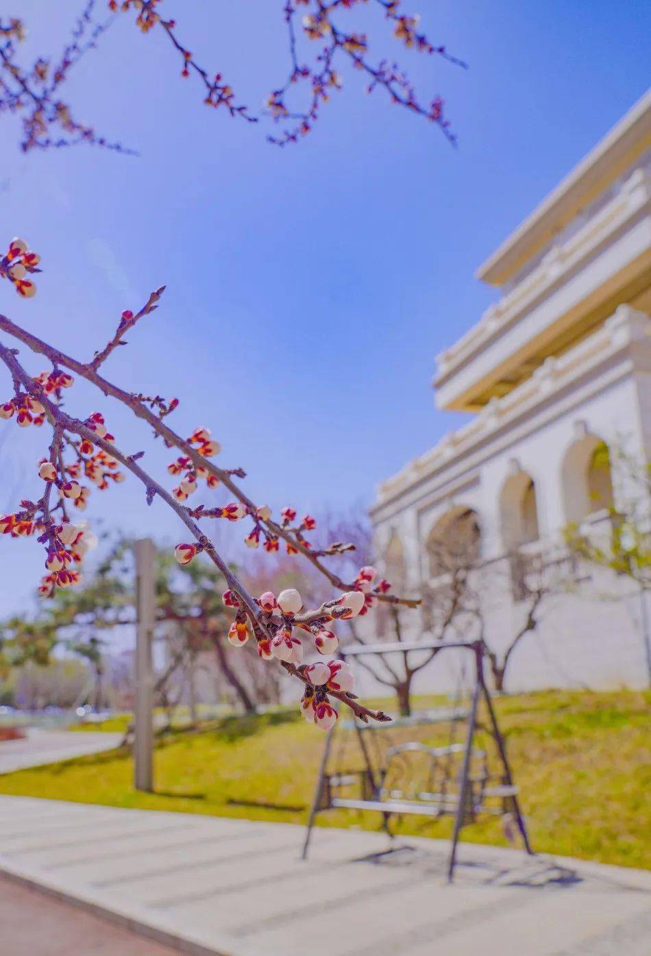 【吉刻出發】春風拂城花更濃---梅河口_龍湖_梅小野_花海