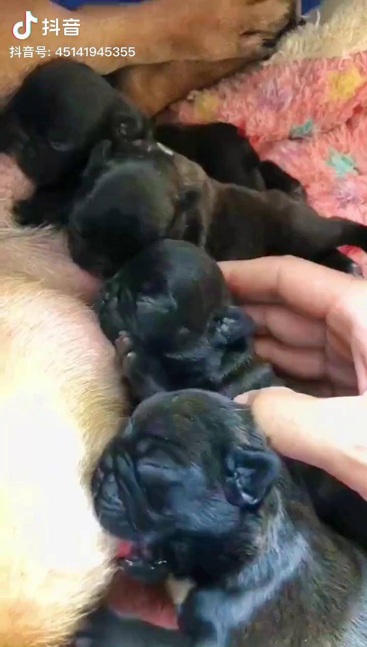 法国斗牛犬 法斗幼犬 法斗宝宝