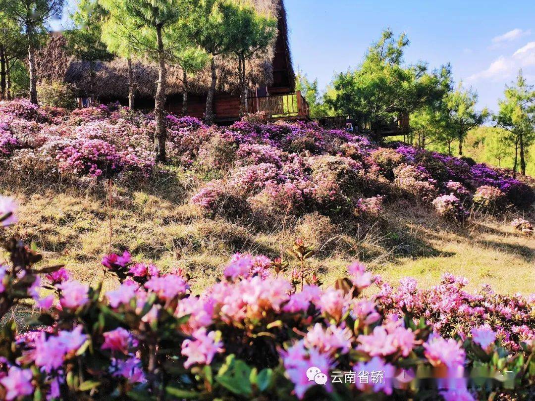 鲁甸轿顶山景区首期明天起正式向游客开放,开始试运营!