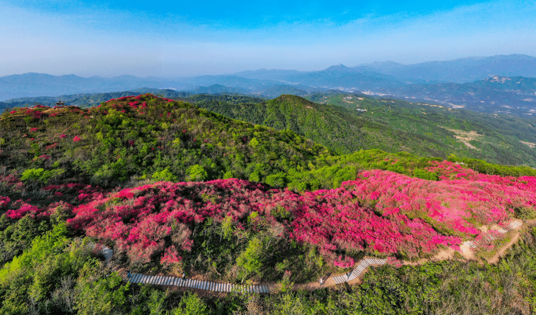 來六安這裡,賞萬畝花海美成畫!_映山紅_森林_杜鵑花