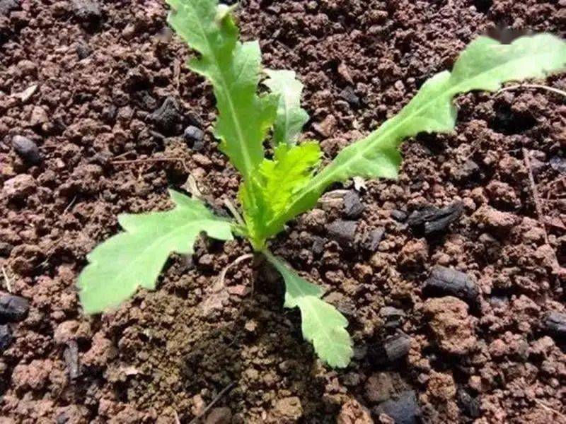 罂粟_植物_种植