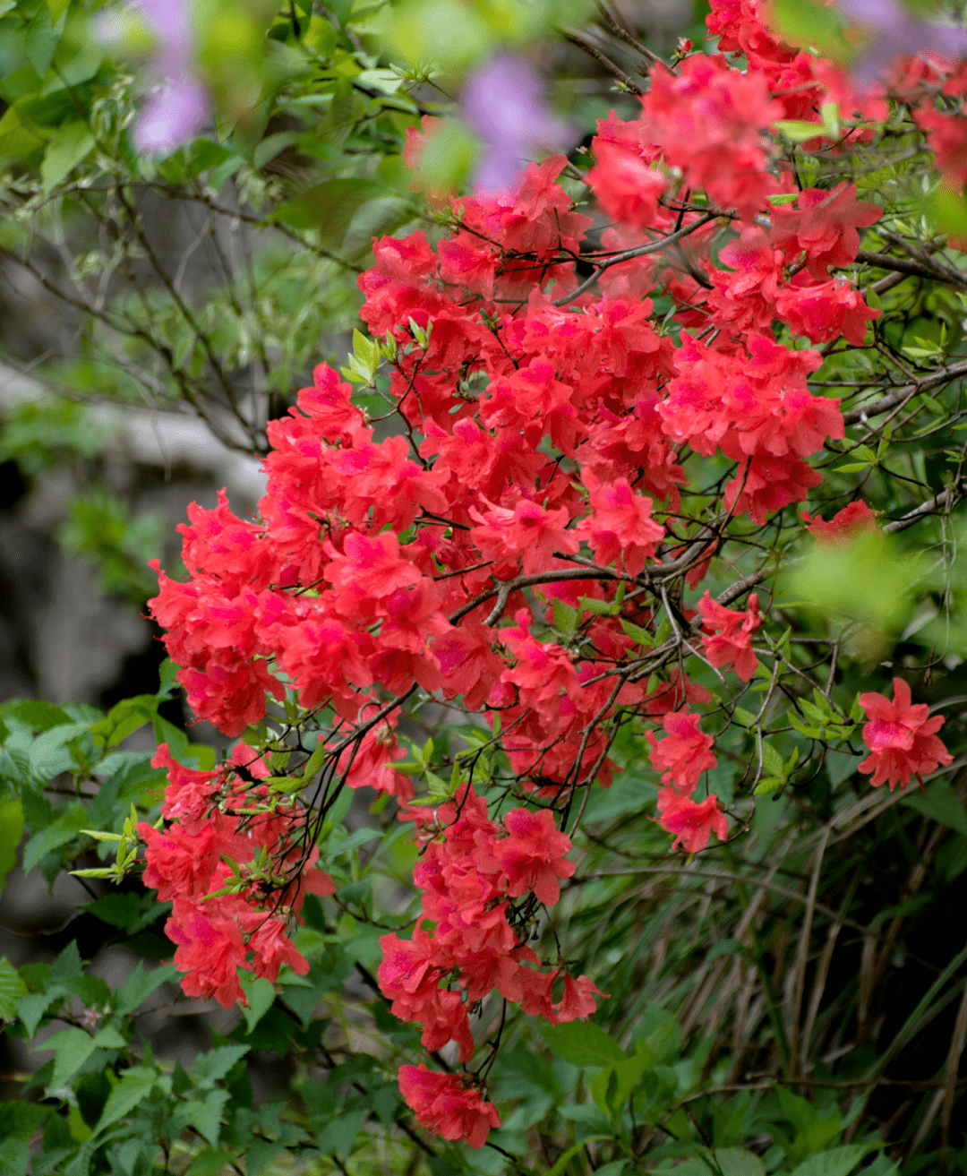 相约安徽 向春而行 | 花台杜鹃开了!_旅游_花朵_季节