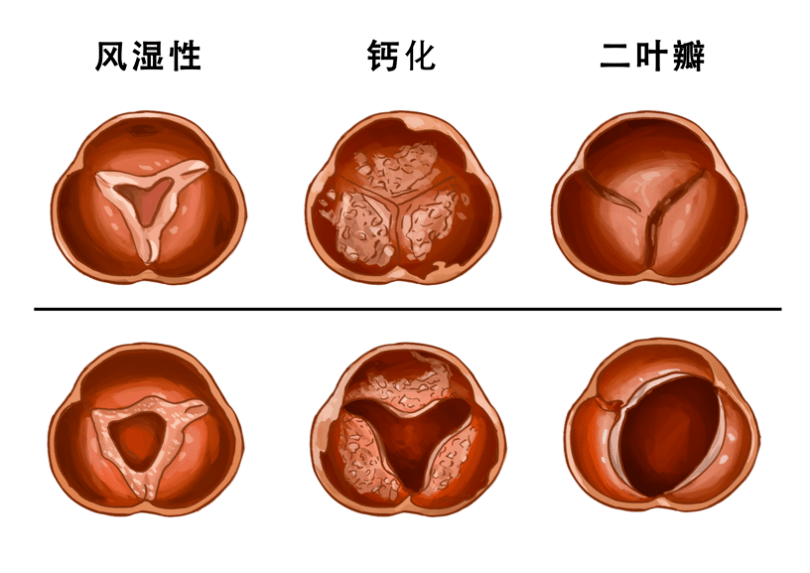 金小鸥讲健康