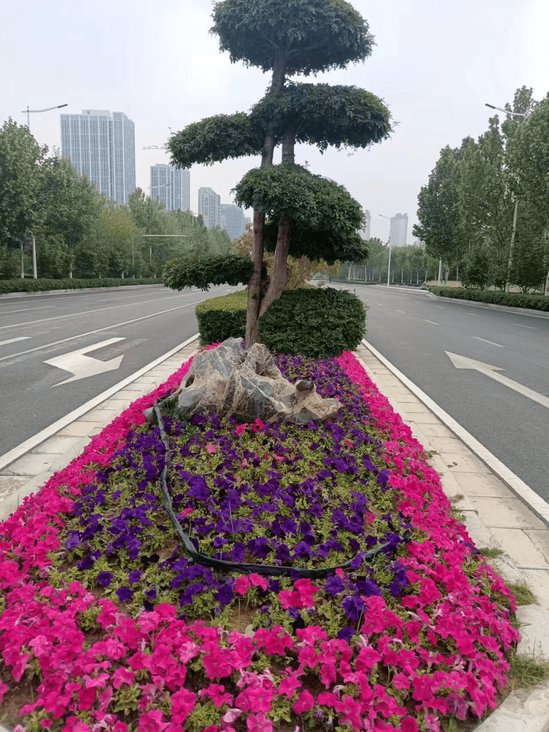 扮靓城市景观 靓丽花坛营造喜庆氛围_绿化_经开区_城区