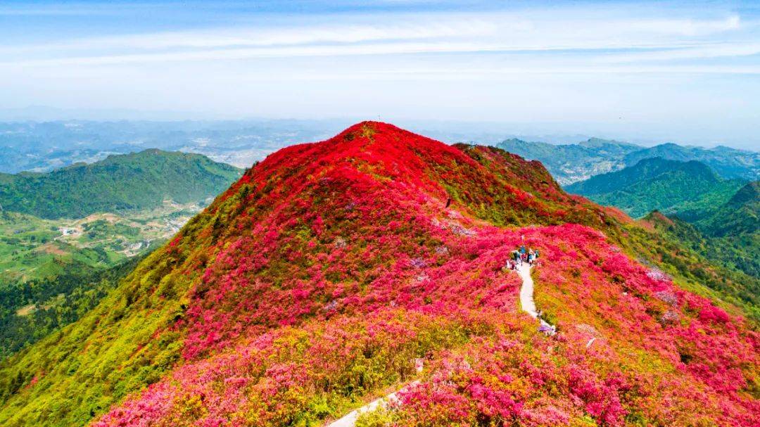 龙泉山杜鹃花海是"中国五大杜鹃花海"之一_丹寨_度假_小镇