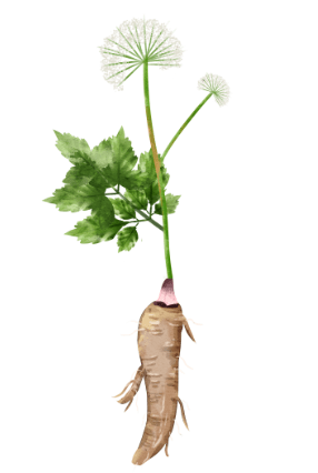 白芷 象征高尚品德_植物_兰花_人们