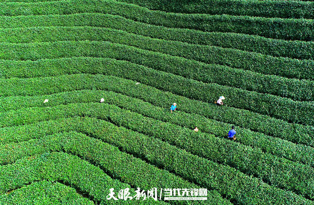 鸟王茶,何以称王】千年茶史碑为证,傲视群雄香天下_贡茶_云雾_贵州省