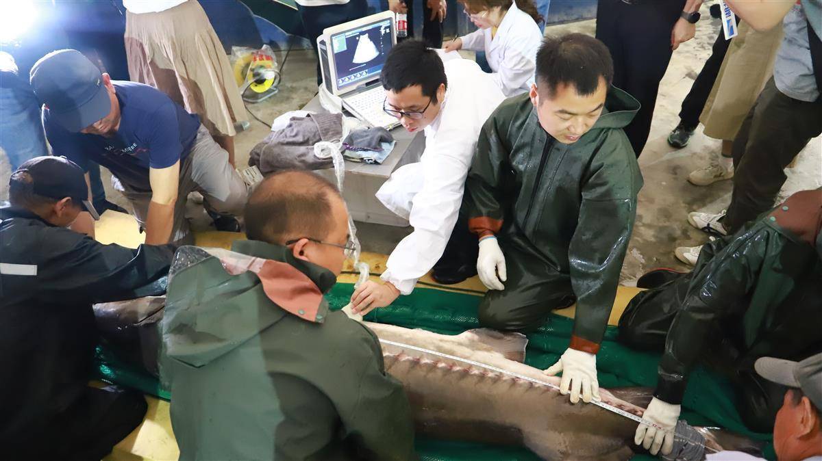 直击中华鲟b超体检!最重近300斤!秋季将进行人工繁殖_保护_性腺_检查