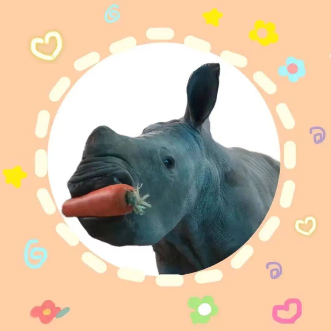 秦岭野生动物园小犀牛专属表情上线啦_微信_宝宝_萝卜