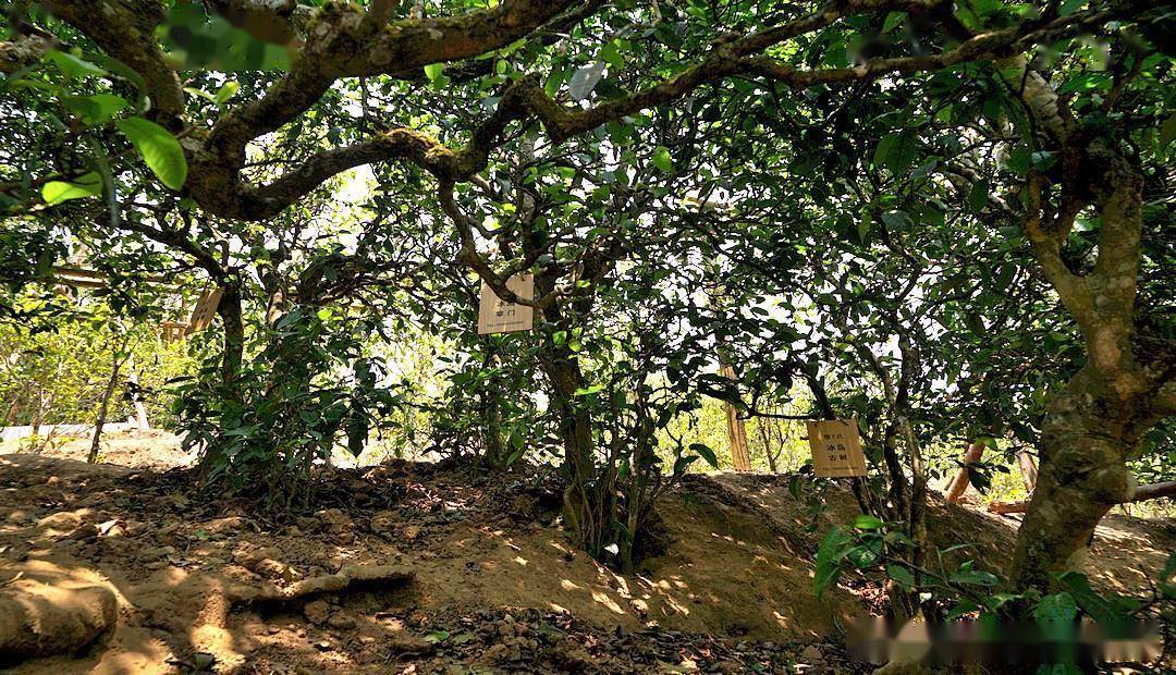 《双江行》探寻云南最贵山头茶——冰岛村(冰岛茶)_茶山_茶树_茶叶