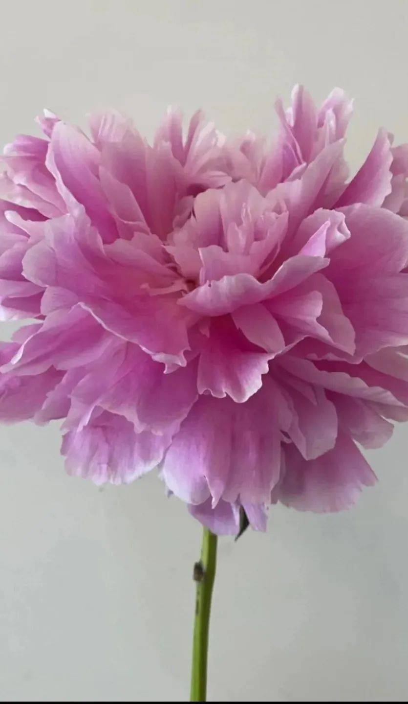 芍药鉴赏——伽马_jacorma_荷兰_莎拉大