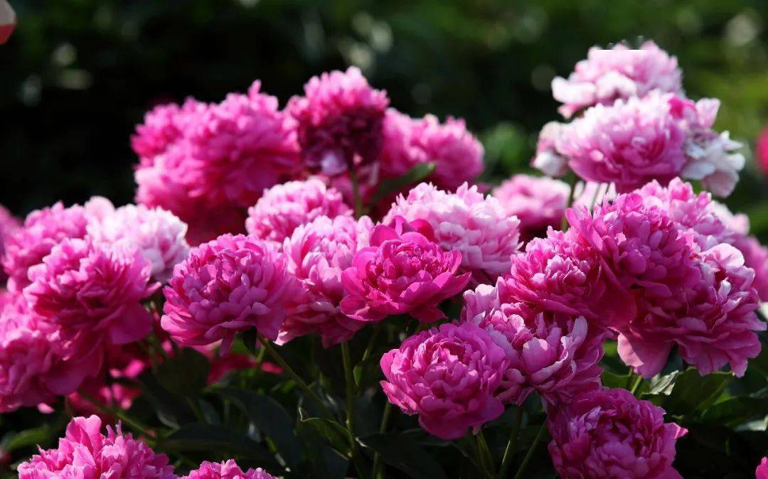 课上学衡水课下研董学4月29日上午8:30,大家在故城青罕牡丹园集合