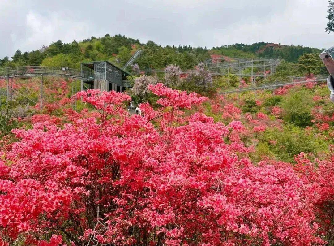 高姥山杜鹃花地点图片