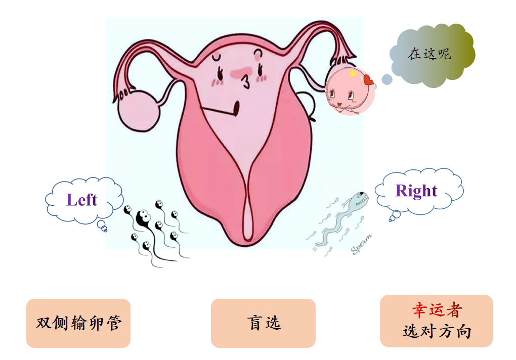 精子进入输卵管图片