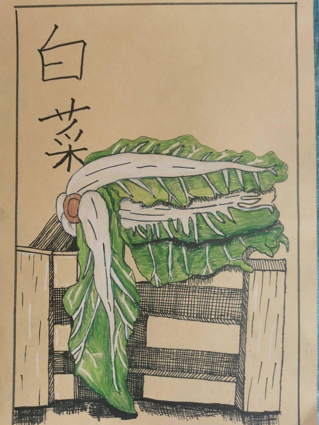 齐钊小作者说:白菜原产中国北方,古代称为"黄芽菜"