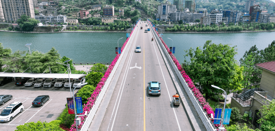 来,一起走"花路"~_青田_瓯江大桥_月季