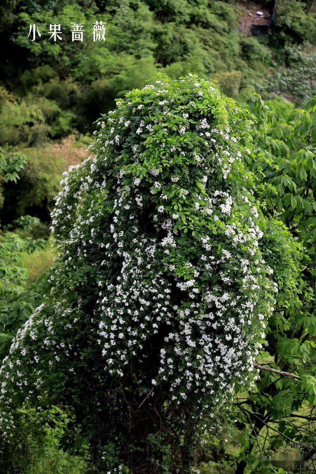 8,软条七蔷薇.花朵大小介于金樱子和小果蔷薇之间的蔷薇.