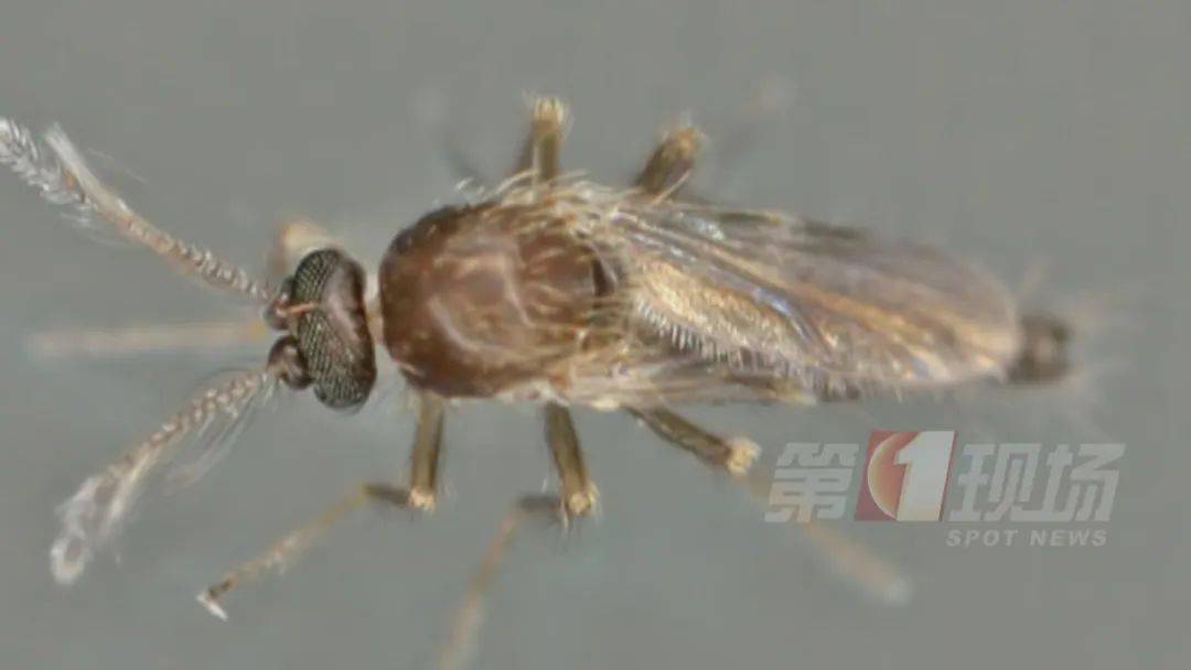 确诊1例!暂无疫苗可预防…_黑热病_白蛉_河南