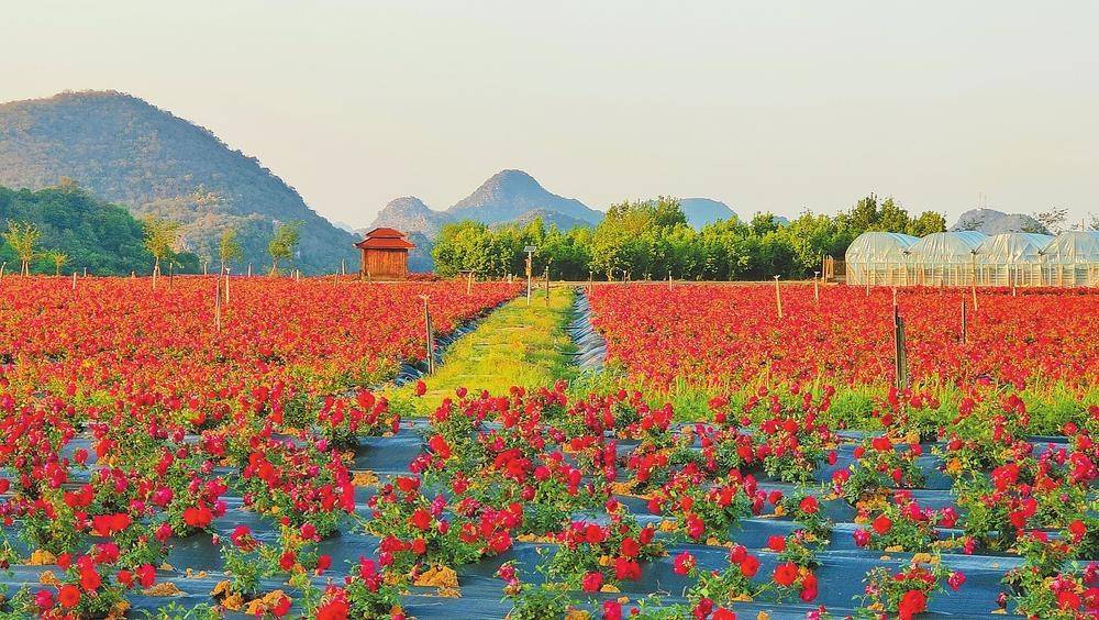 玫瑰花海引客来_产业_普者黑_旅游