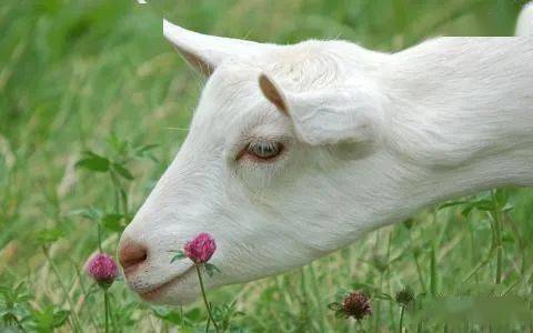 为什么羊的眼睛是长方形的_瞳孔_眼球_形状