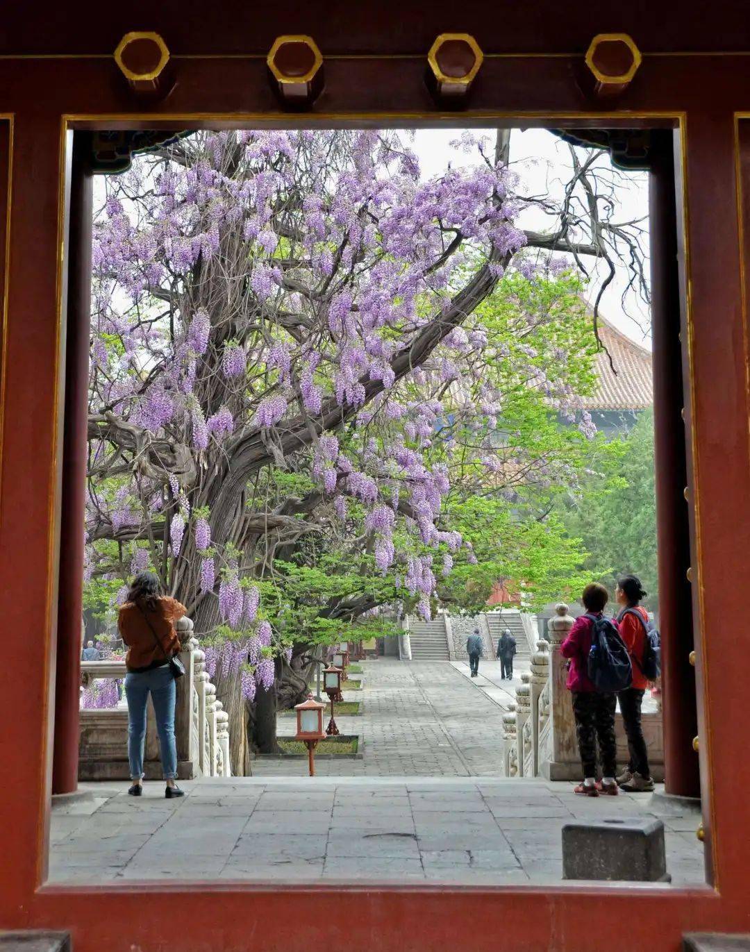 牡丹花水（牡丹花水粉画怎么画） 第5张