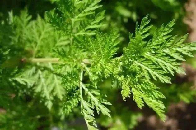 屠呦呦团队研发的青蒿素复方药物,被世界卫生组织(who)推荐为治疗疟疾
