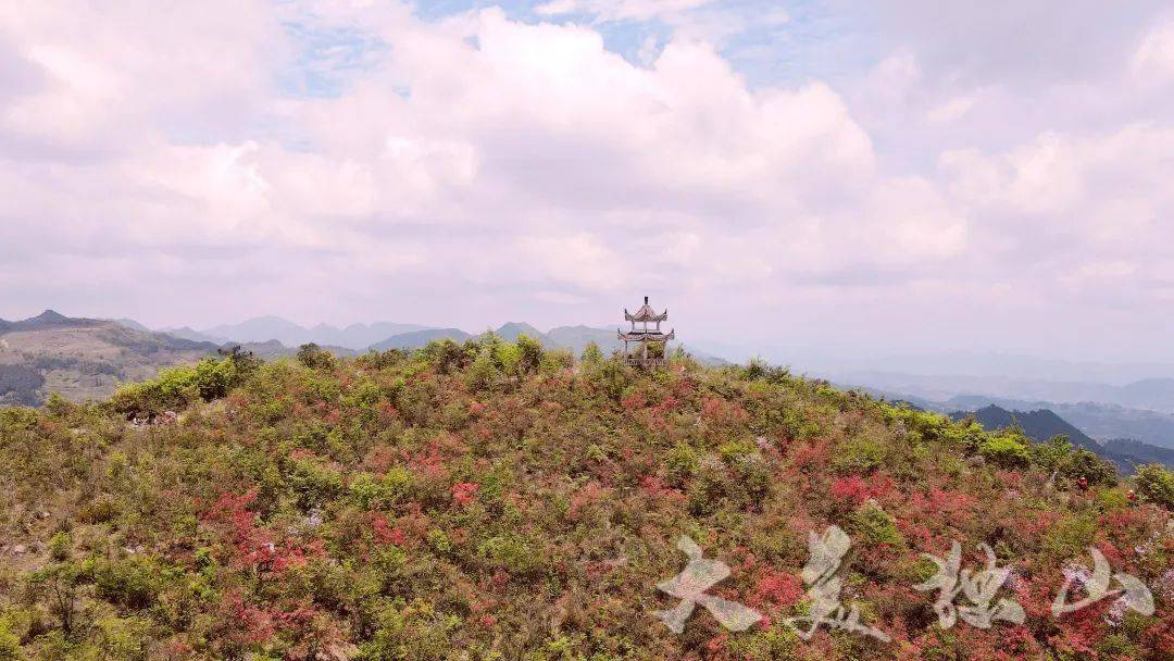 6969杜鵑花海位於獨山縣影山鎮紫林山村,總面積超兩萬畝,是迄今