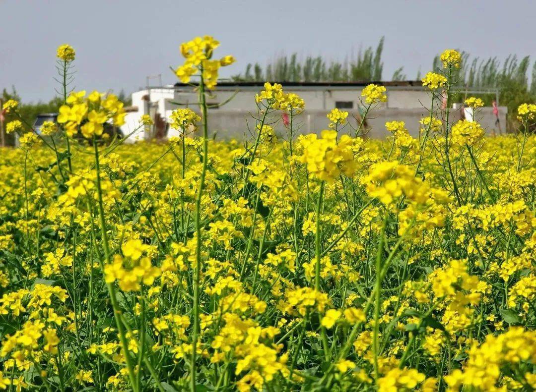 游客王燕说:"听说阿瓦提乡的恰玛古花现在开得不错,所以我和几个朋友