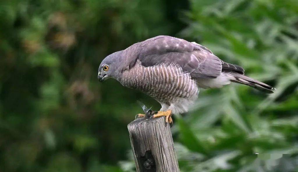 "棕色猎人"~~褐耳鹰_保护_猎物_动物