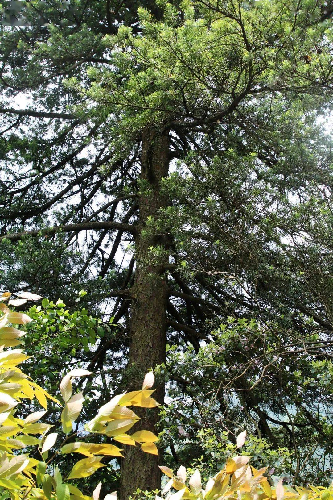 南岭“孤勇者”_植物_中国_种子