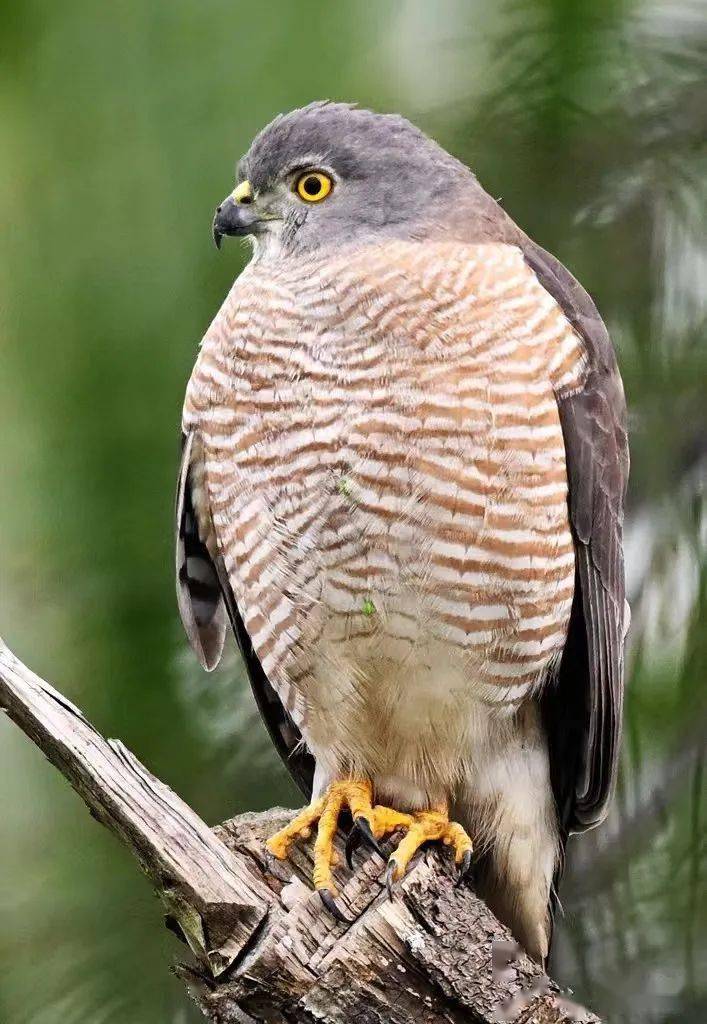 "棕色猎人"~~褐耳鹰_保护_猎物_动物