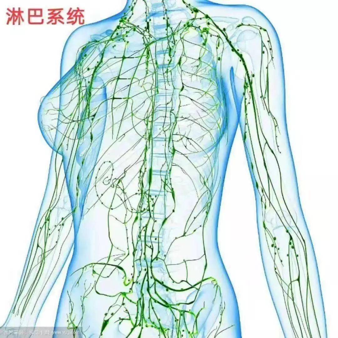 乳房淋巴回流示意图图片