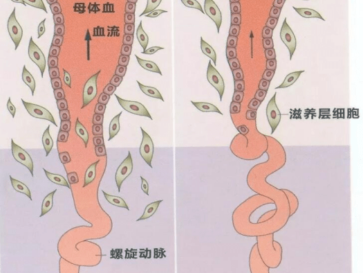 能促进90宫螺旋动脉重铸,血管生成以及胎儿胎盘血管网络建立,胎盘