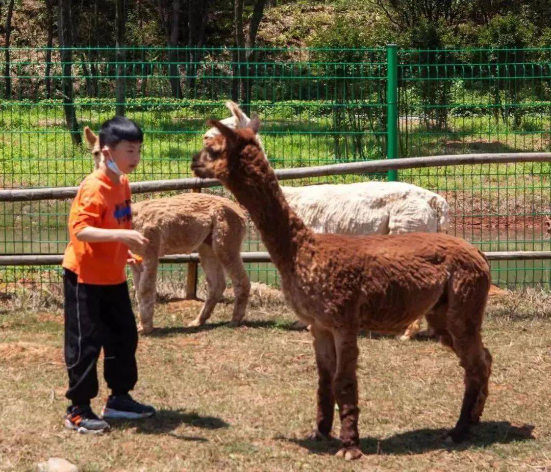 【五一提前1天預定】漢壽野生動物園!