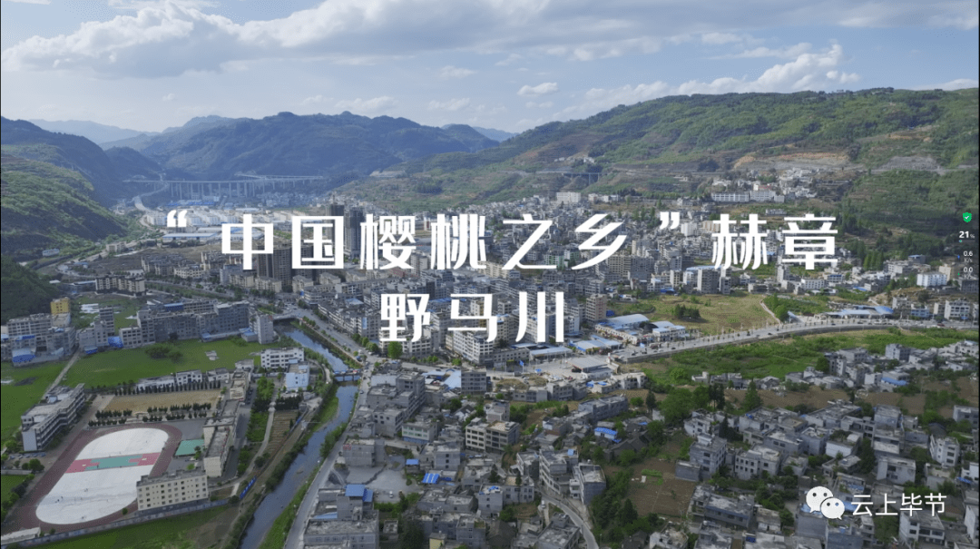 5月3日能品尝到美味的樱桃为了让更多的人之美誉的野马川吧"平川野马