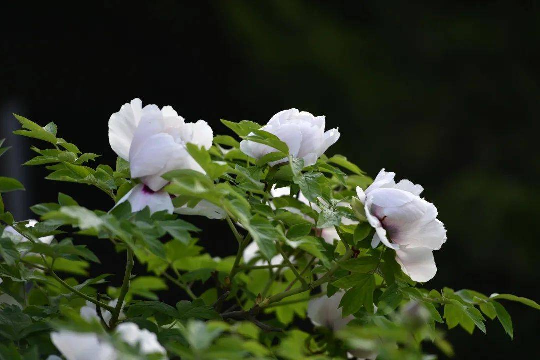 古县第十六届"天下第一牡丹"文化旅游月系列活动盛大开幕_发展_文旅
