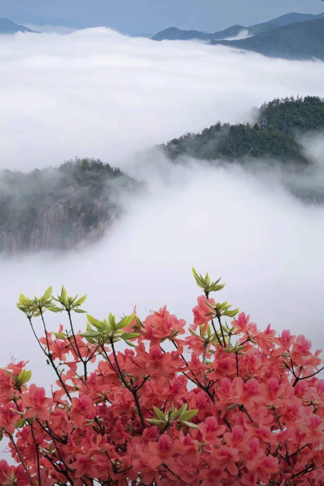 生态散文丨杜鹃花开牧云谷 (内附大量精美图片)