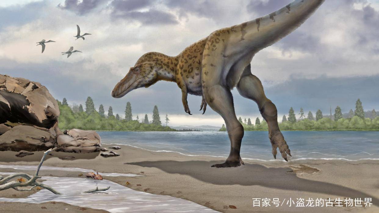 5米食肉恐龙踩个脚印,被中国古生物学家发现了!_化石_研究_赣州