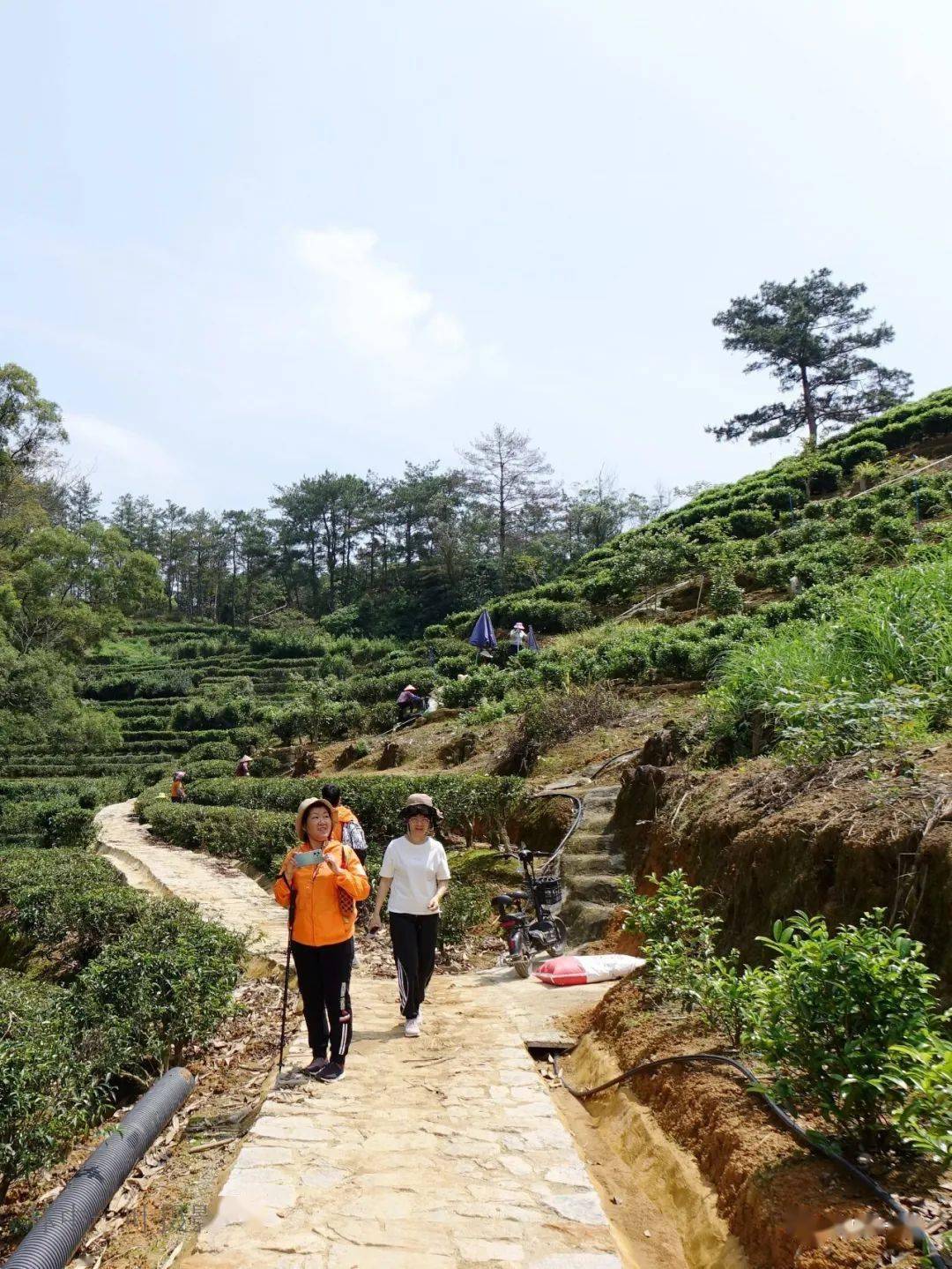 凤凰茶旅古道 游记_驿道_下埔_图文