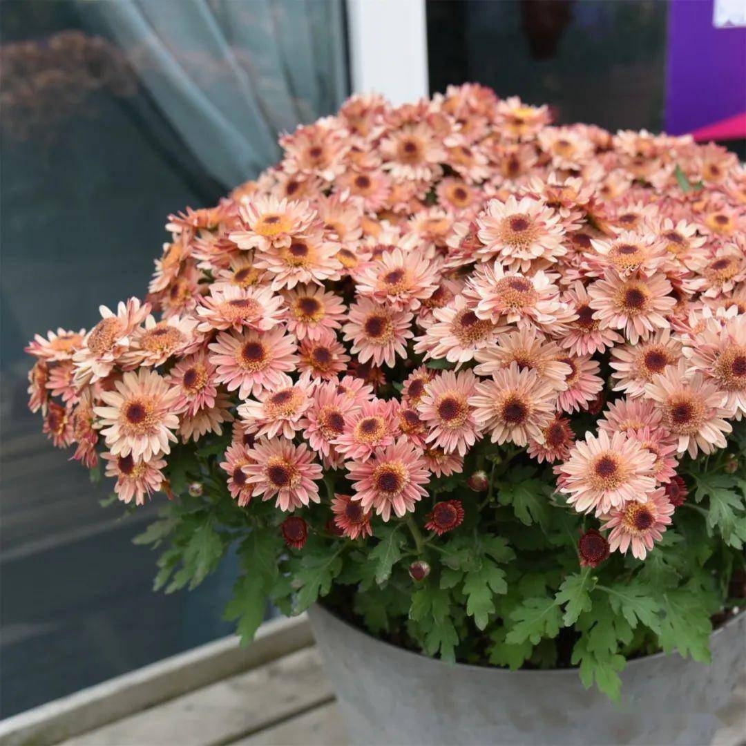 petunia hybridajoanna