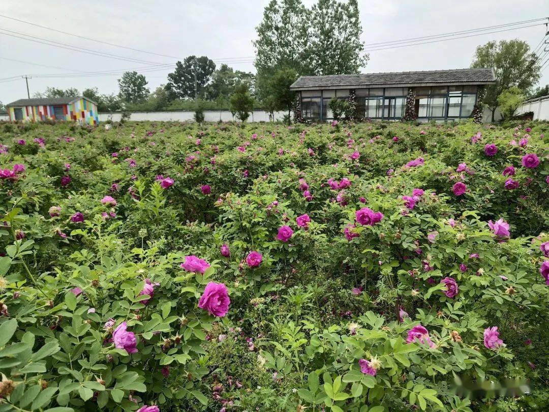 仪征这片300亩玫瑰花正在盛放!_于玫瑰_谢馥春_玫瑰园