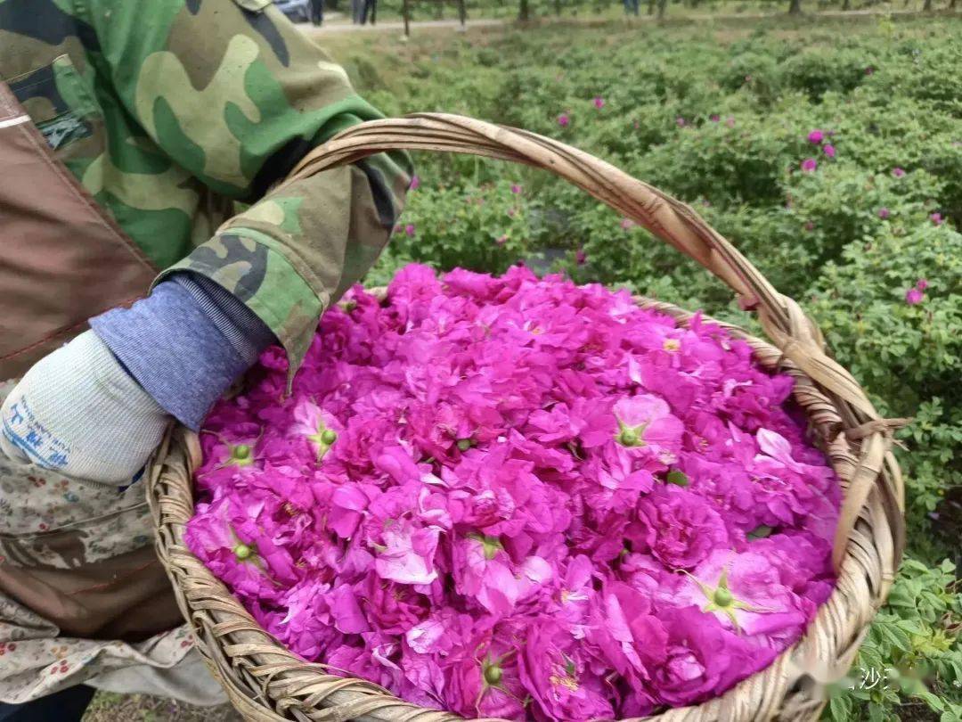 仪征这片300亩玫瑰花正在盛放!_于玫瑰_谢馥春_玫瑰园